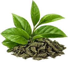 Respirex Plus — extracto de té verde